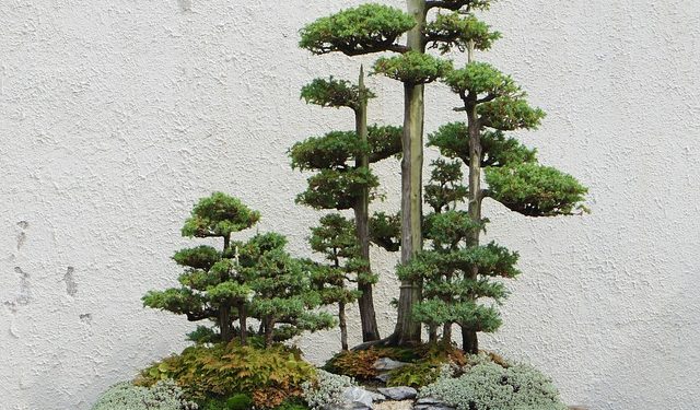 I bonsai più importanti da vedere in Italia